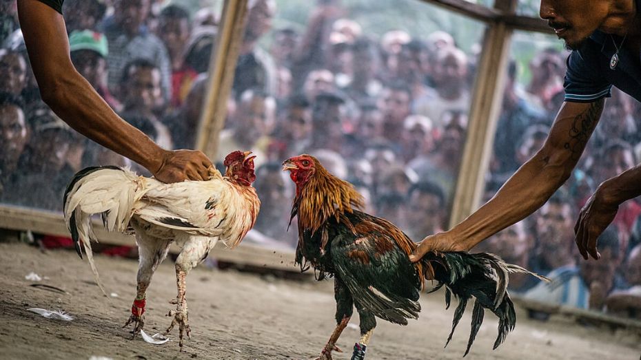 7. Peruvian Cockfighting_ Fusion of History and Passion