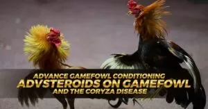 Advance Gamefowl Conditioning Steroids on Gamefowl and The Coryza Disease