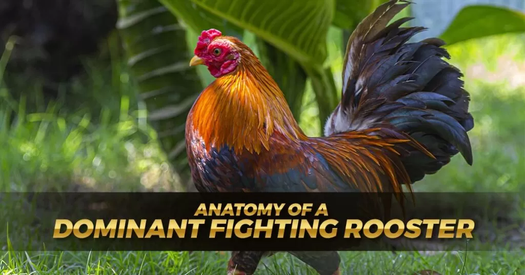 Anatomy of a Dominant Fighting Rooster