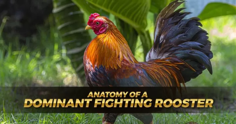 Anatomy of a Dominant Fighting Rooster – Comprehensive Guide