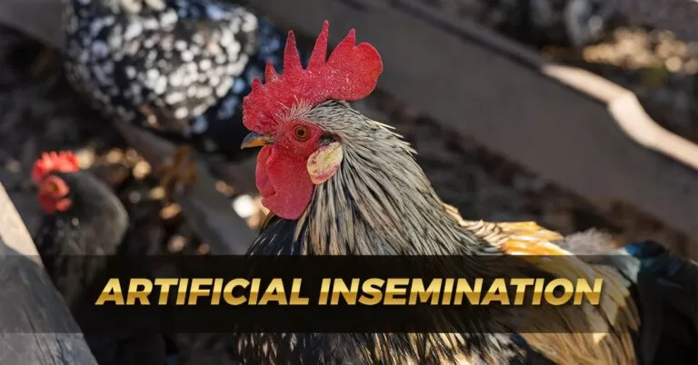 The Truth of Artificial Insemination in Gamefowl Breeding