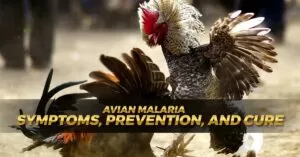 Avian Malaria Symptoms, Prevention, and Cure