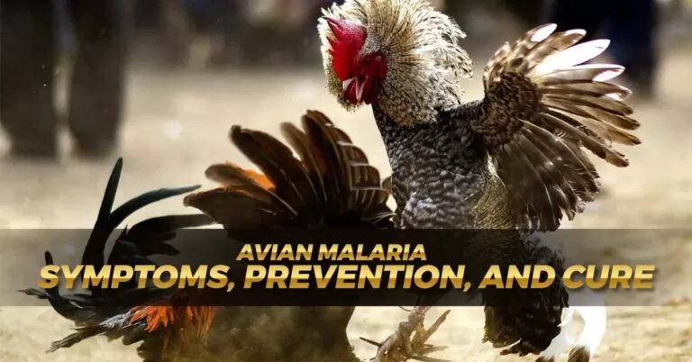 Avian Malaria: Recognizing Symptoms and Useful Prevention Tips