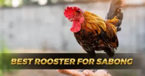 Best Rooster for Sabong