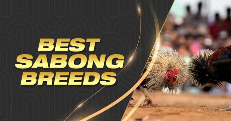 Best Sabong Breeds for Cockfighting | Expert Insights from Sabong International