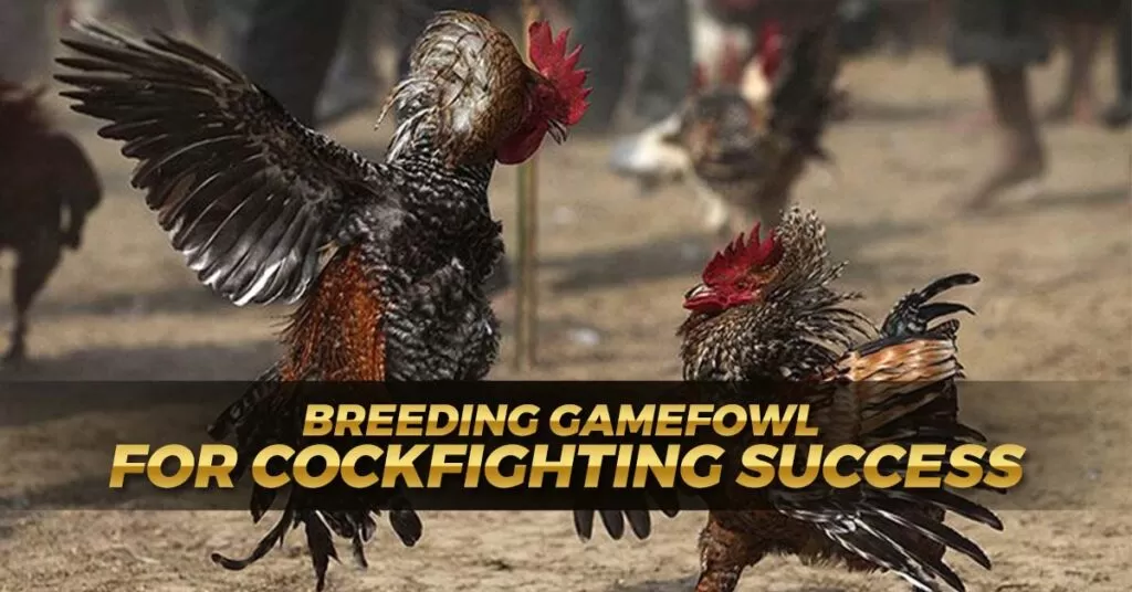 Breeding Gamefowl for Cockfighting Success