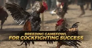 Breeding Gamefowl for Cockfighting Success