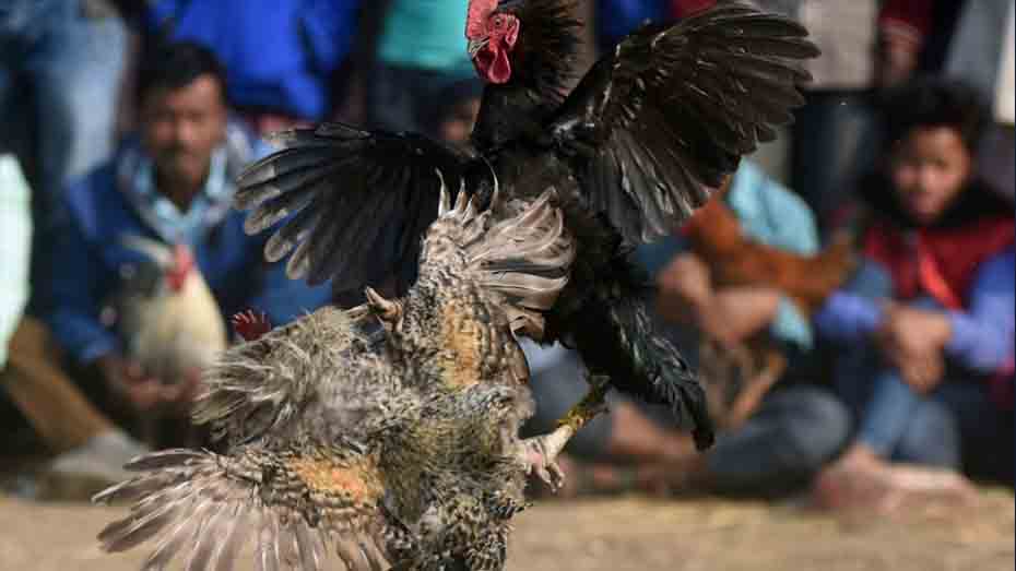 Breeding Season Preparation is Key