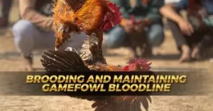 Brooding and Maintaining Gamefowl Bloodline