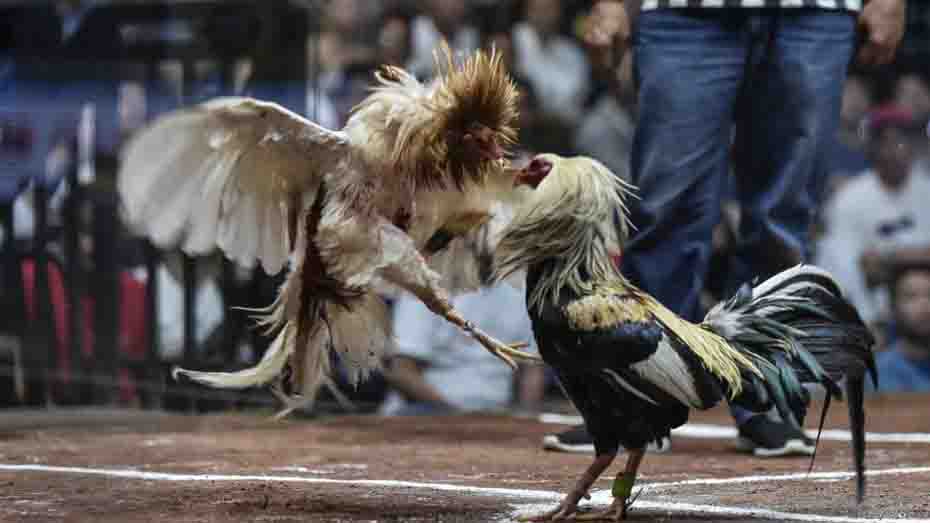 Champion Gamefowl Bloodlines