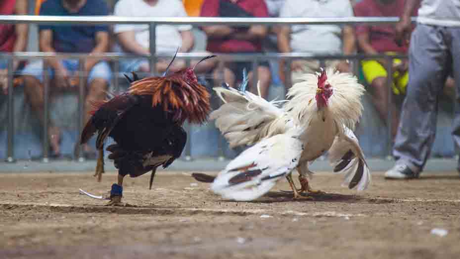 Choosing the Best Breed of Fighting Rooster.