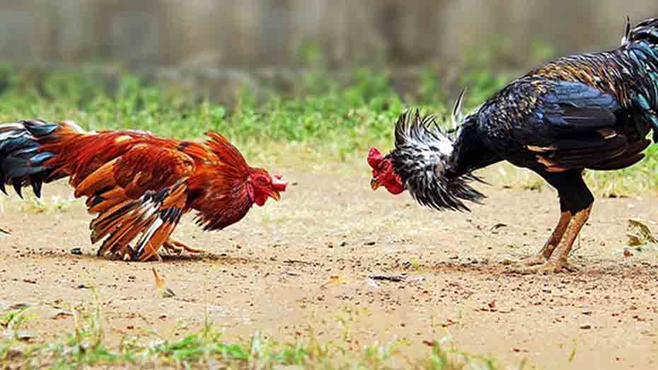 Cockfighting Tradition and Controversy