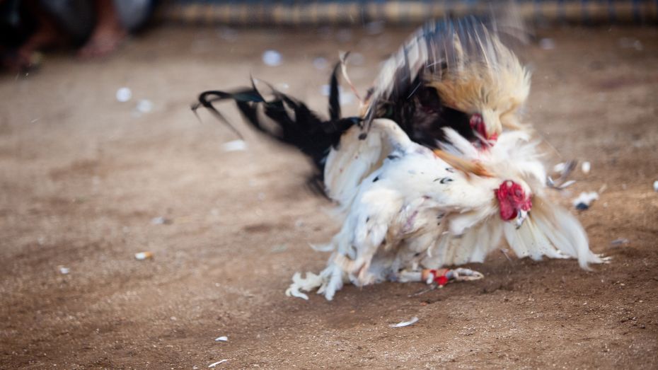 Cockfighting Unfolds 24_7