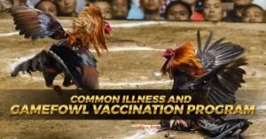 Gamefowl Common Illness and Vaccination Program