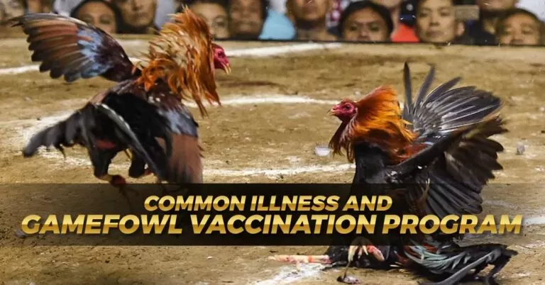 Gamefowl Common Illness and Vaccination Program | Best Guide