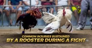 Rooster Battle Injuries