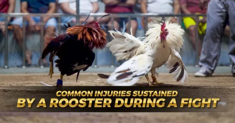 Rooster Battle Injuries – Understanding and Addressing the Risks