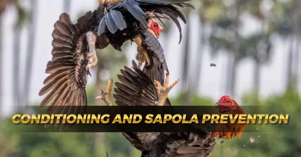 Conditioning and Sapola Prevention