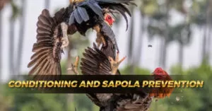 Conditioning and Sapola Prevention