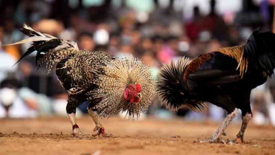 Crafting Combat-Ready Cockfighting Breeds