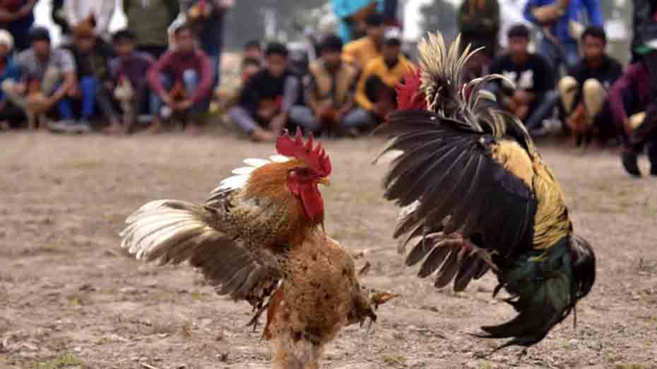 Day 1-11 of Gamefowls Keeping