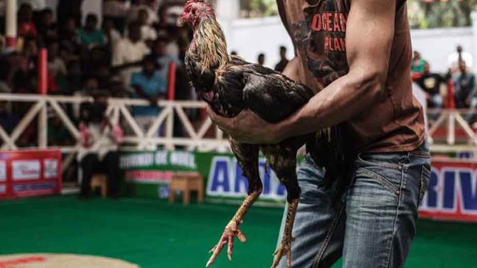 Disinfection Keeping Your Poultry Houses Clean