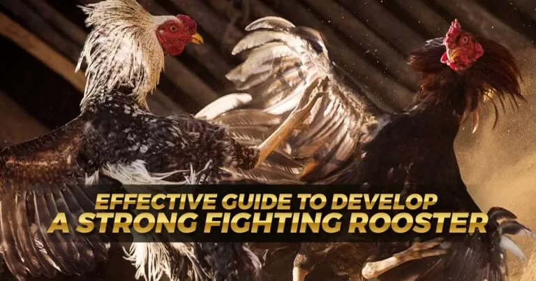 Raising a Strong Fighting Rooster | Effective Guide