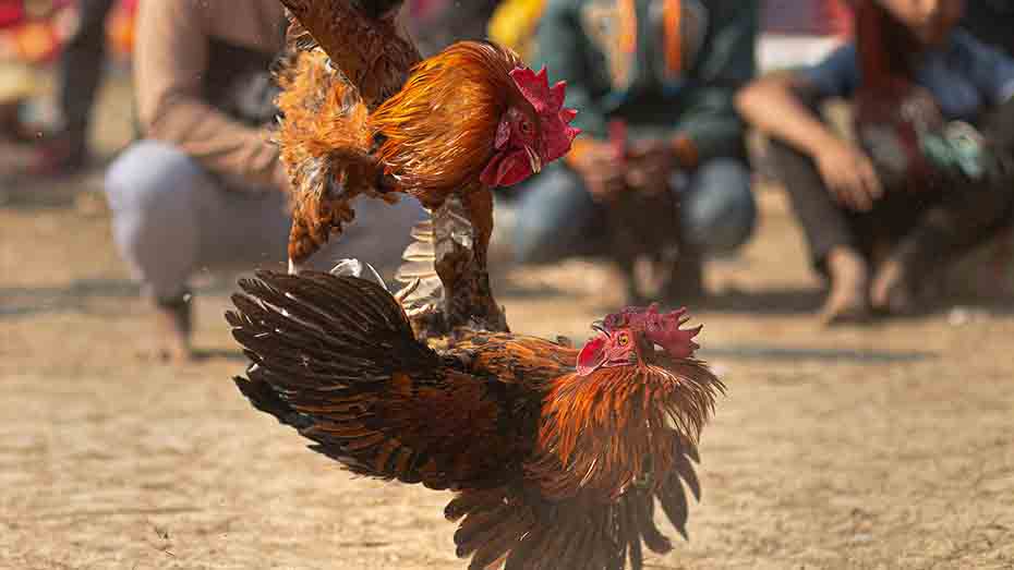 Ensuring the Well-being of Cockfighting Breeds