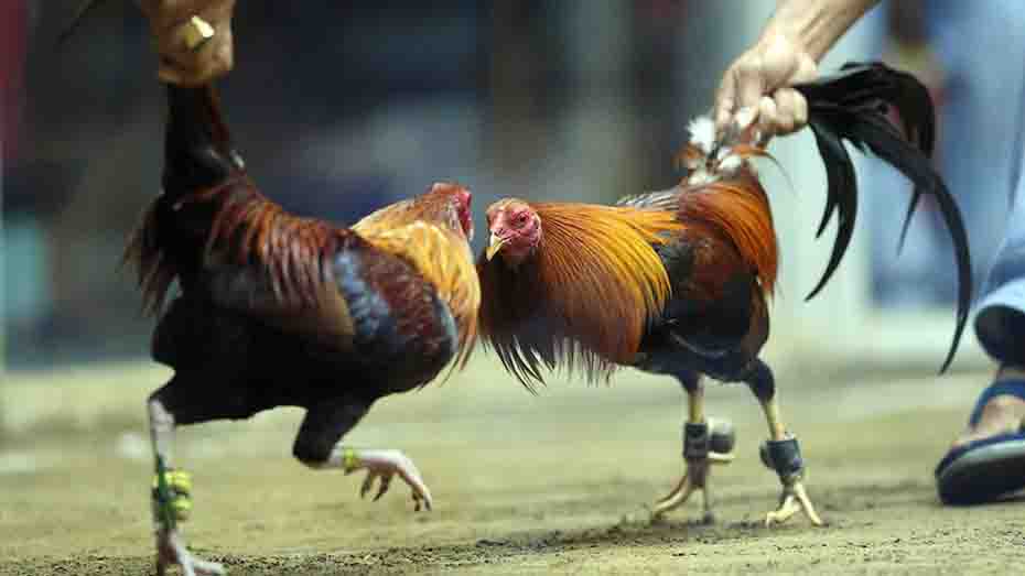 Exploring Steroid Alternatives for Gamefowls