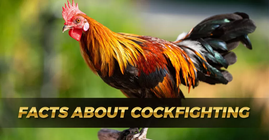 Facts of Cockfighting