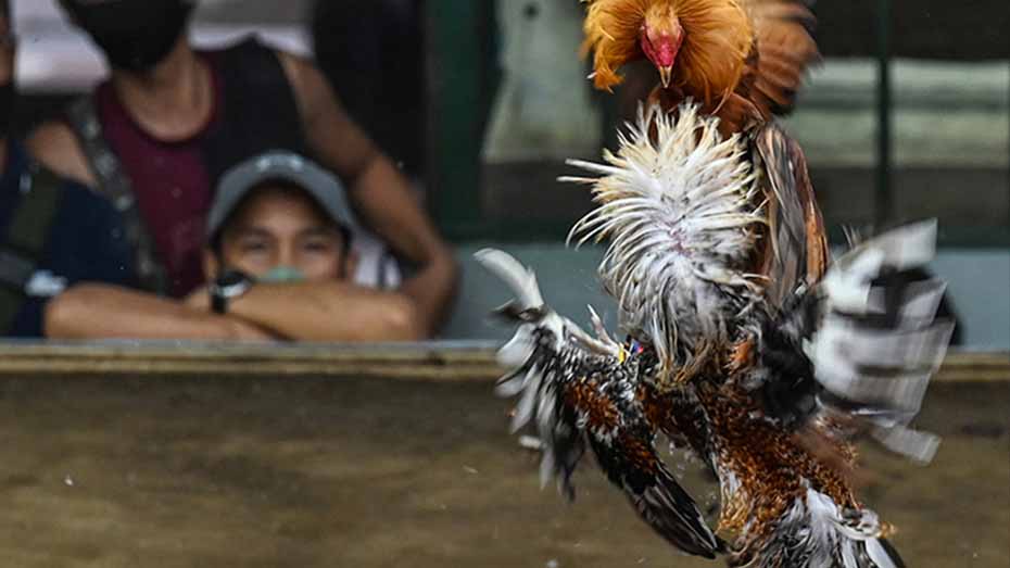 Foot Bath Preventing Disease Spread