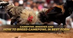 Gamefowl Breeder and How to Breed Gamefowl in Best Form