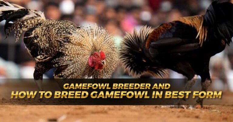 Gamefowl Breeder Guide – Breeding in Best Form