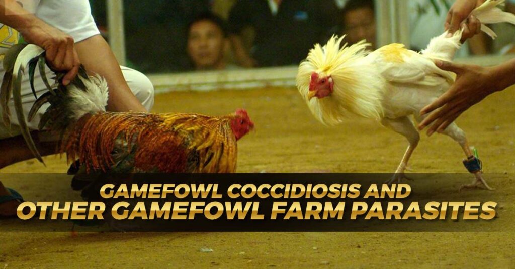 Gamefowl Coccidiosis and Other Gamefowl Farm Parasites