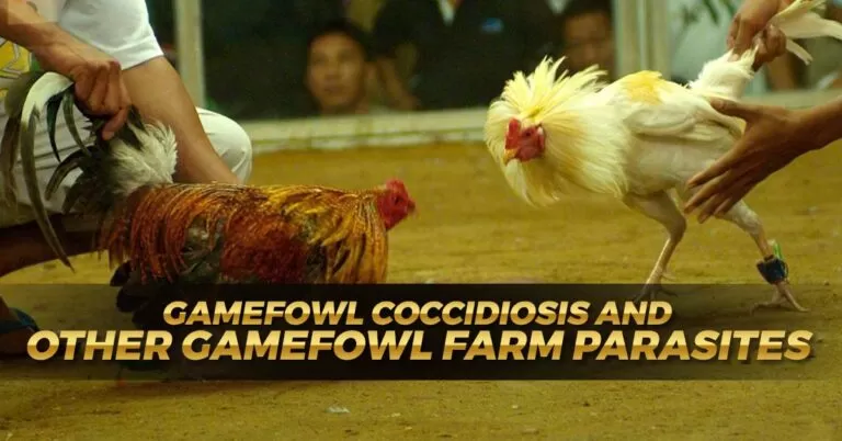 Gamefowl Coccidiosis and Farm Parasite Management Useful Guide