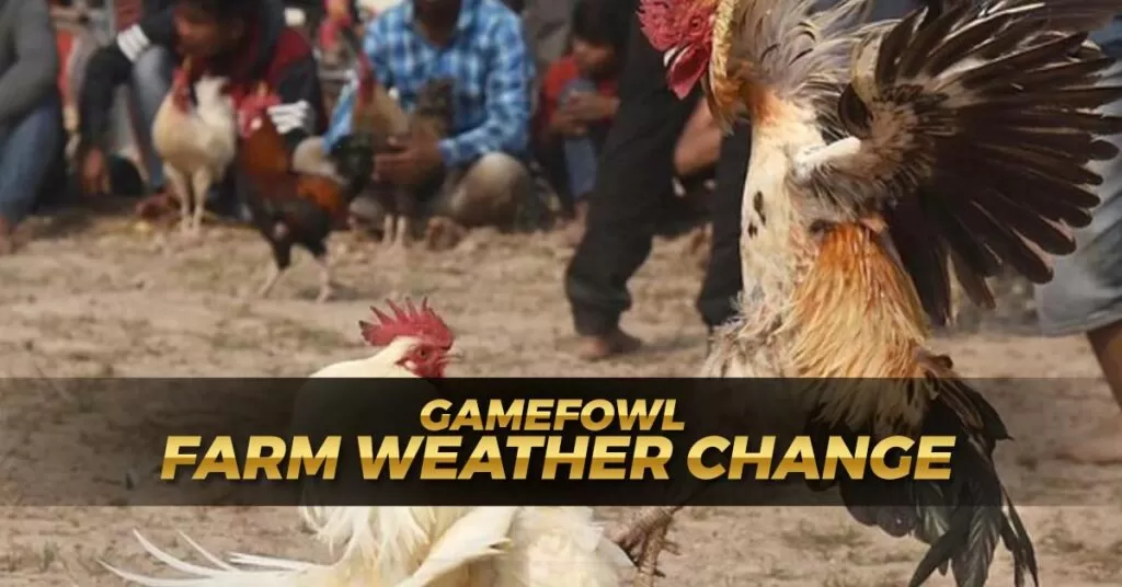 Gamefowl Farm Weather Change