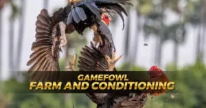 Gamefowl Farm and Conditioning