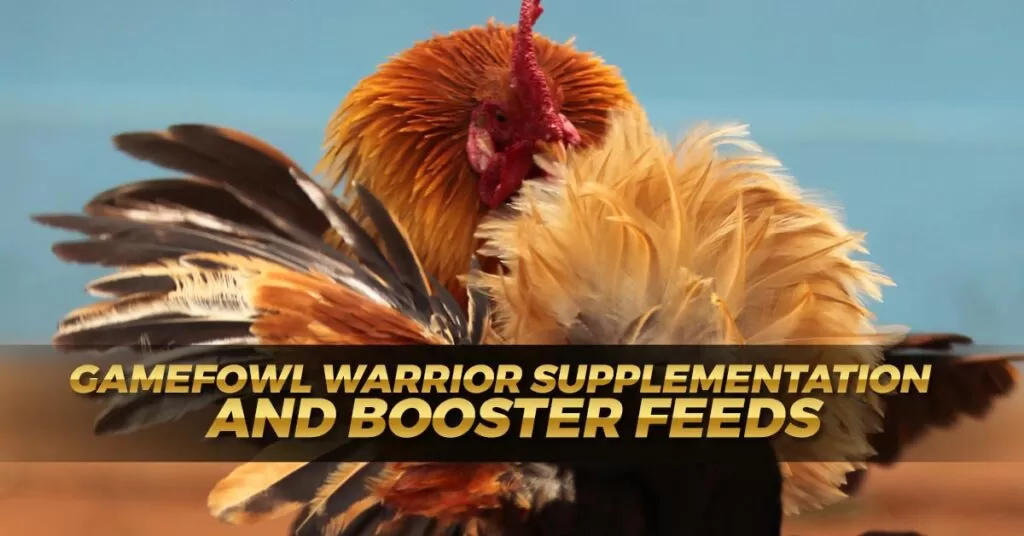 Gamefowl Warrior Supplementation and Booster Feeds