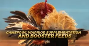 Gamefowl Warrior Supplementation and Booster Feeds