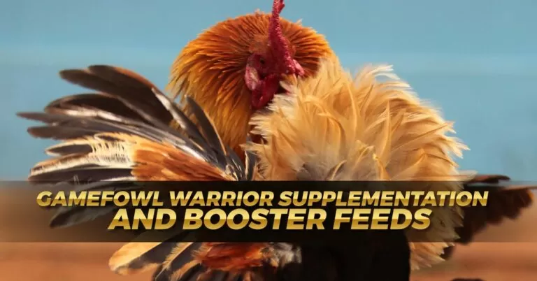 Gamefowl Supplements and Booster Feeds for Best Performance