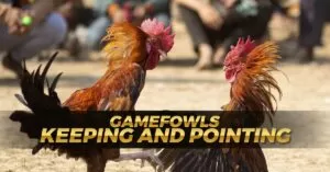 Gamefowls Keeping and Pointing