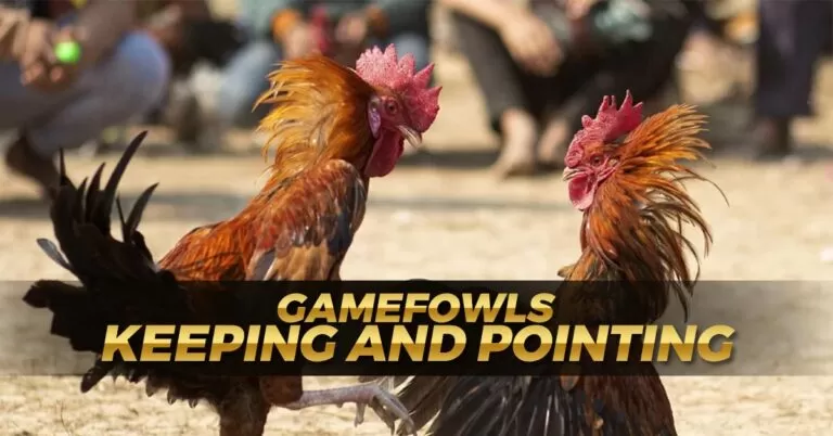 Gamefowl Keeping and Pointing | Comprehensive Guide