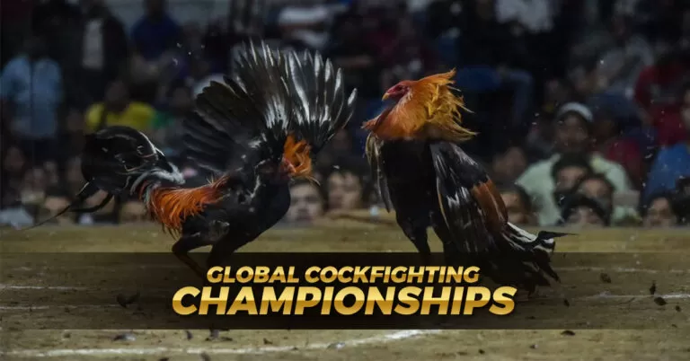 7 Ultimate Global Cockfighting Championships – Poultry Battles