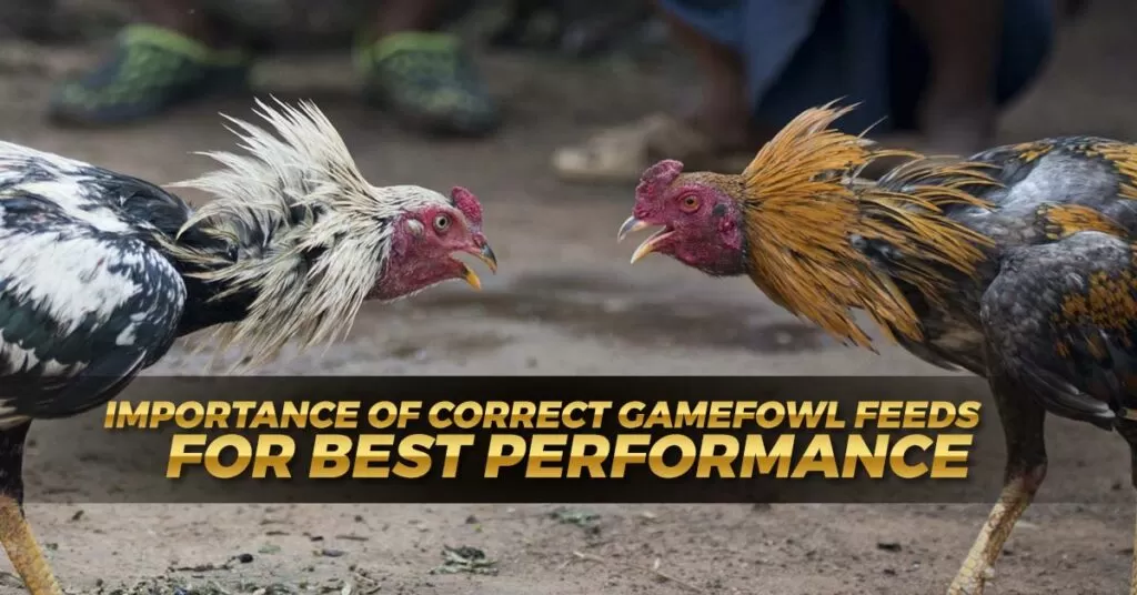 Importance of Correct Gamefowl Feeds for Best Performance