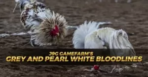 J9G Gamefarm’s Grey and Pearl White Bloodlines