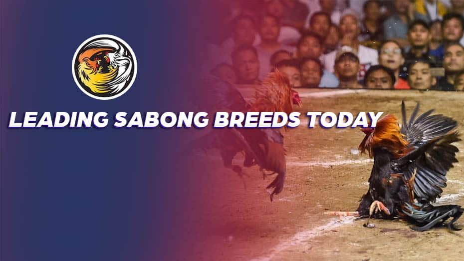 Leading Sabong Breeds Today