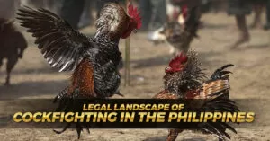 Legal Landscape of Cockfighting in the Philippines