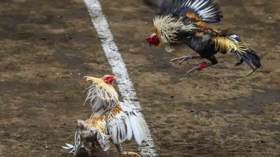 Main Supplements for Gamefowl