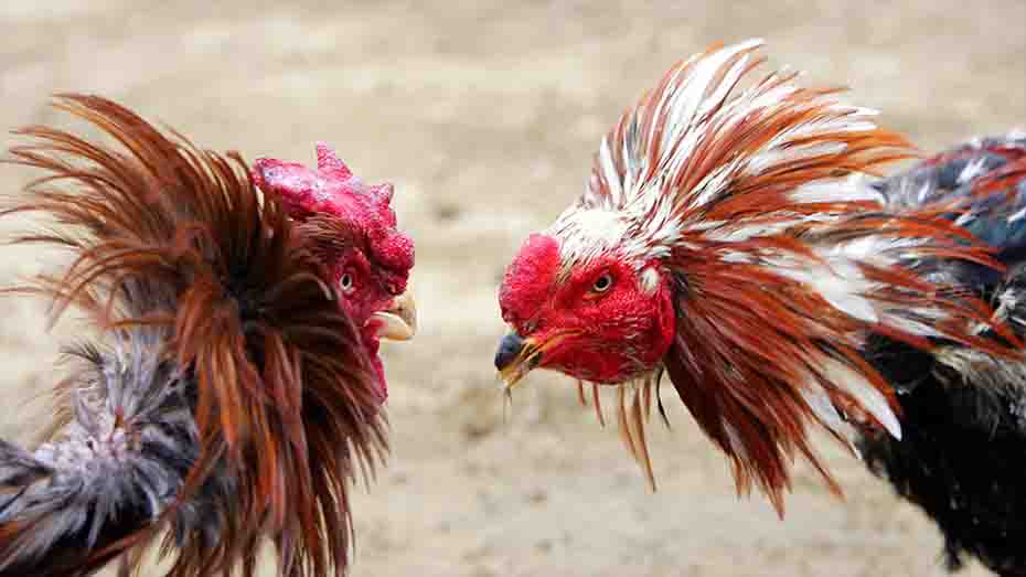 Managing Stress for a Productive Flock