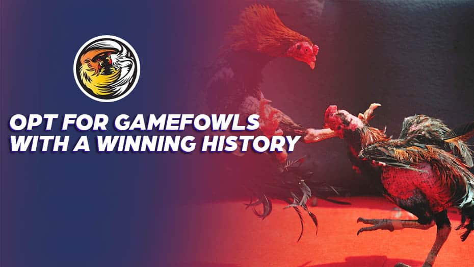 Opt for Gamefowls with a Winning History